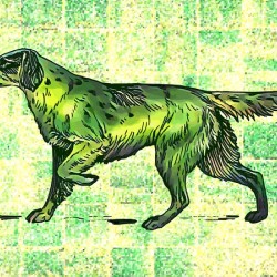 Setter Dog