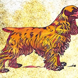 cocker spaniel dog
