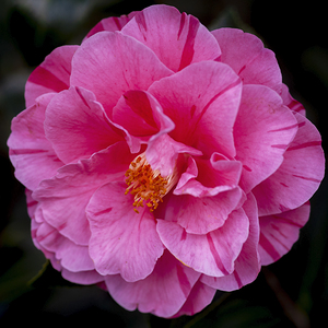Pretty Pink Japonica Camellias on a Rainy Day X1 18