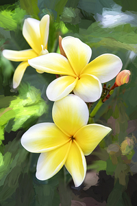 Plumeria Frangipani Hawaiian Flower X3 1