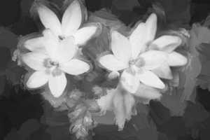 False Freesia Laxa Red Flowers X12 2