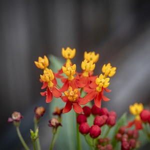 Milkweed Flowers X113