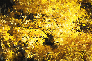 Fall Foliage Great Smoky Mountains X 3