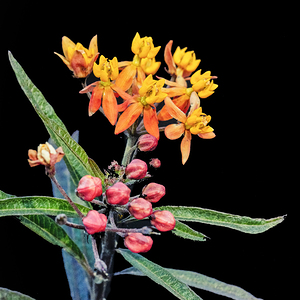 Milkweed Flowers Asclepias X102