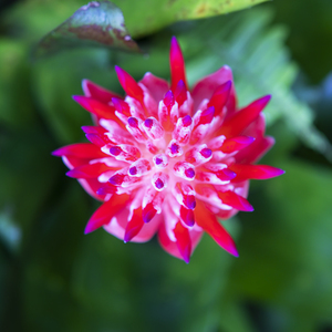 Flowering Bromeliads Red Guzmania X101