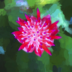 Flowering Bromeliads Red Guzmania X103