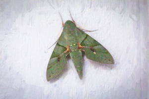 Gaudy Green Sphinx Moth X100