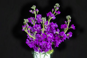   Dark Purple Stock Flowers Matthiola incana X100