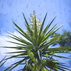 Spanish Bayonet Yucca Flowers X100