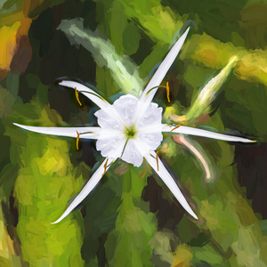 Spider Lily Beauty  X119