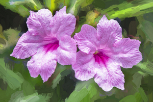 Pink Mexican Petunias Ruella X106
