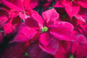 Red Christmas Poinsettia Leaves X 2