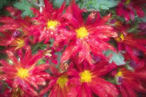 Mums Chrysanthemum X104