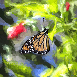 Monarch Butterfly X101