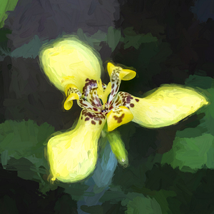 Walking Iris Neomarica Gracillis X100
