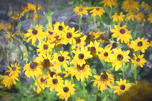 Yellow Coneflowers Echinacea x100 