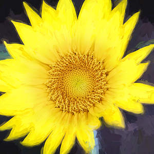 Happy Sunflowers Helianthus X2 4