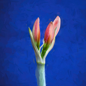 Sweet Lillian Amaryllis X104