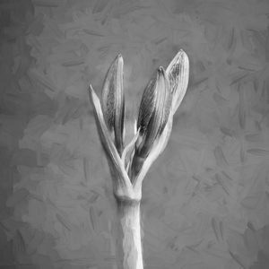 Sweet Lillian Amaryllis X101