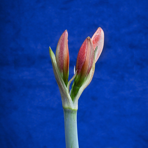 Sweet Lillian Amaryllis X102