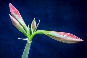Sweet Lillian Amaryllis X1 2