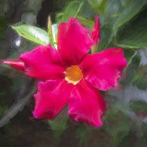Red Mandevilla Flower Vine X2 2