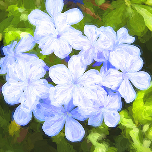 Blue Plumbago Auriculata X1 3