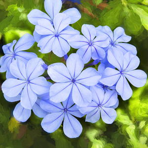 Blue Plumbago Auriculata X1 1