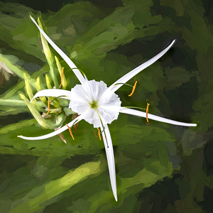 Brilliant White Spider Lily X2 1