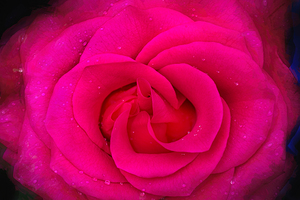 BIG RED Red Rose Macro Abstract X100 2