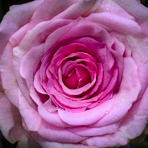 BIG PINK Rose Macro Abstract X100 1