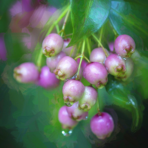 White Stopper Tree Berries X104