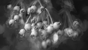 White Stopper Tree Berries X102