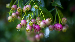 White Stopper Tree Berries X103