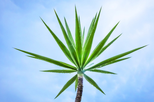 Yucca plant Spanish Bayonet X121