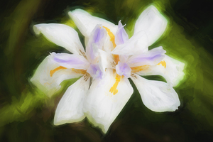 African Iris Morea Dietes X100