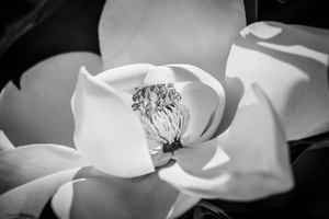Southern Magnolia Blossom Magnolia Grandiflora  X111