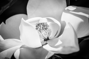 Southern Magnolia Blossom Magnolia Grandiflora X114