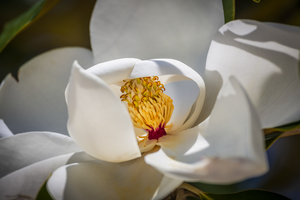 Southern Magnolia Blossom Magnolia Grandiflora X115