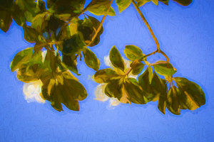 Looking Up Magnolia Blossoms X100