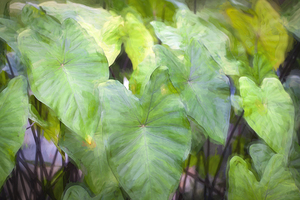 Elephant Ear Plant Colocasia Abstarct Bok Tower X1 1