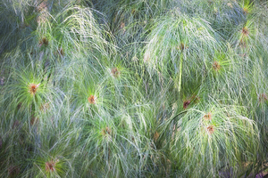 Green Papyrus Leaves X1 1