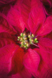 Perfect Poinsettias X100