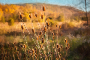 Teasel Seed Heads Sussex County New Jersey X100