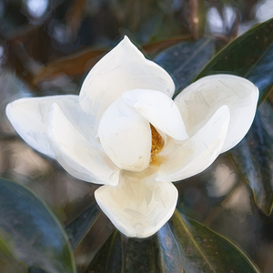 Southern Magnolia Blossom Magnolia Grandiflora X 1