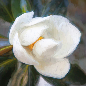 Southern Magnolia Blossom Magnolia Grandiflora X 2