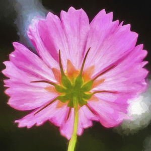Pink Cosmos Flowers Coreopsideae X150