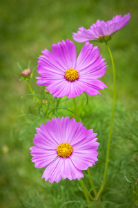 Pink Cosmos Flowers Coreopsideae X151
