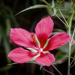 Star of Texas Swamp Hibiscus Bloom X123