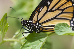 Monarch Butterflies X100